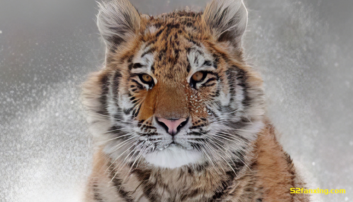 Topaz Photo AI 3.1.3 中文版 Topaz放大降噪锐化插件+模型 WINX64